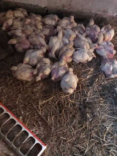 Sprzedam kurczaki brojlery