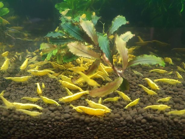 Krewetki do akwarium yellow z pasem neonowm