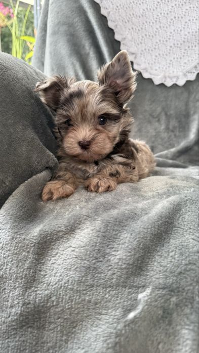 Yorkshire Terrier Chocomerle- sunia
