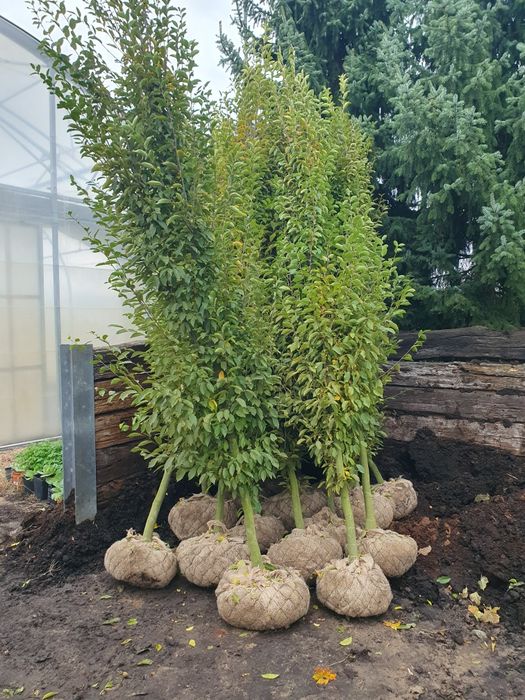 Lipa drobnolistna od 10 do 25cm obwodu