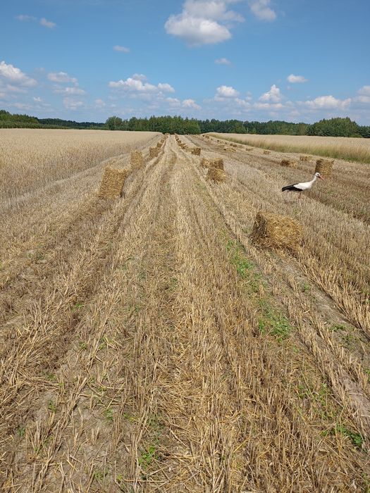 Słoma kostka żyto pszenżyta 7zl
