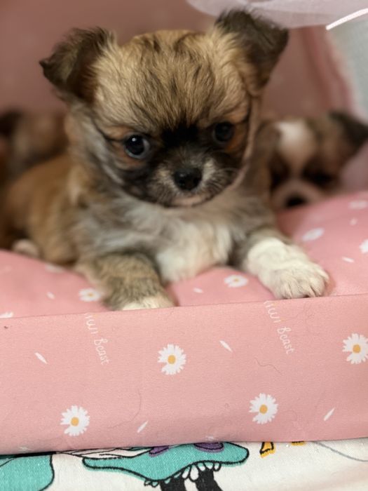 Dziewczynka  chihuahua FCI