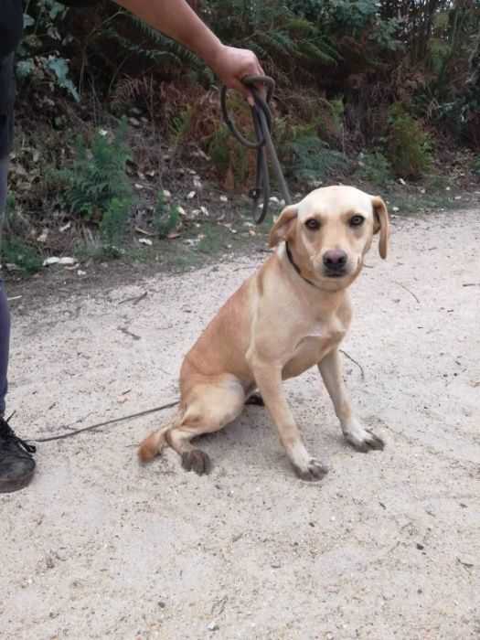 Cadela Porte Médio (18kg) Para Adoção (Palhacinha)