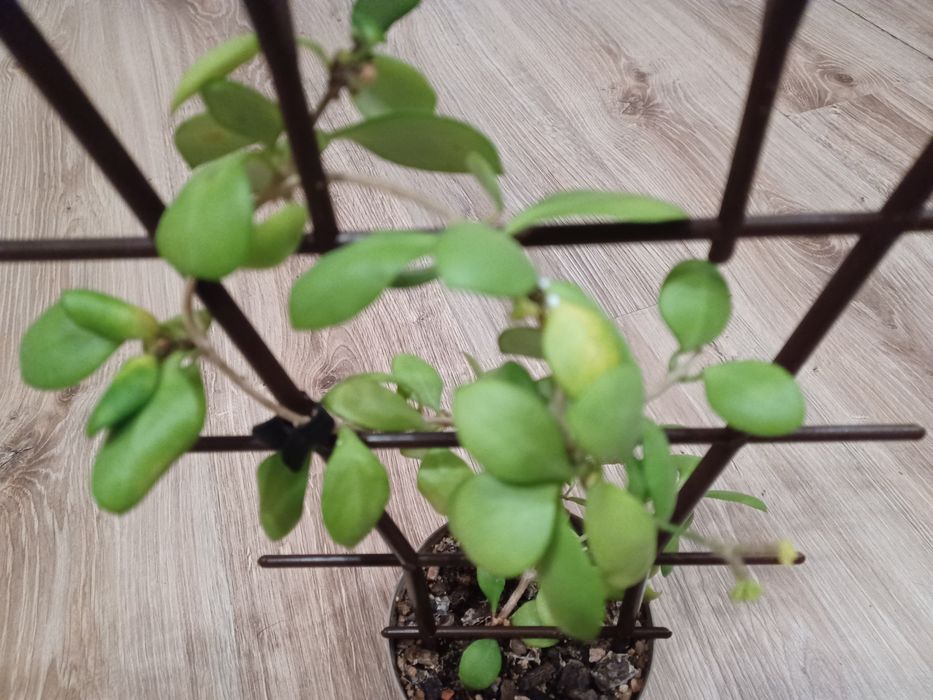 Hoja heuschkeliana cięta