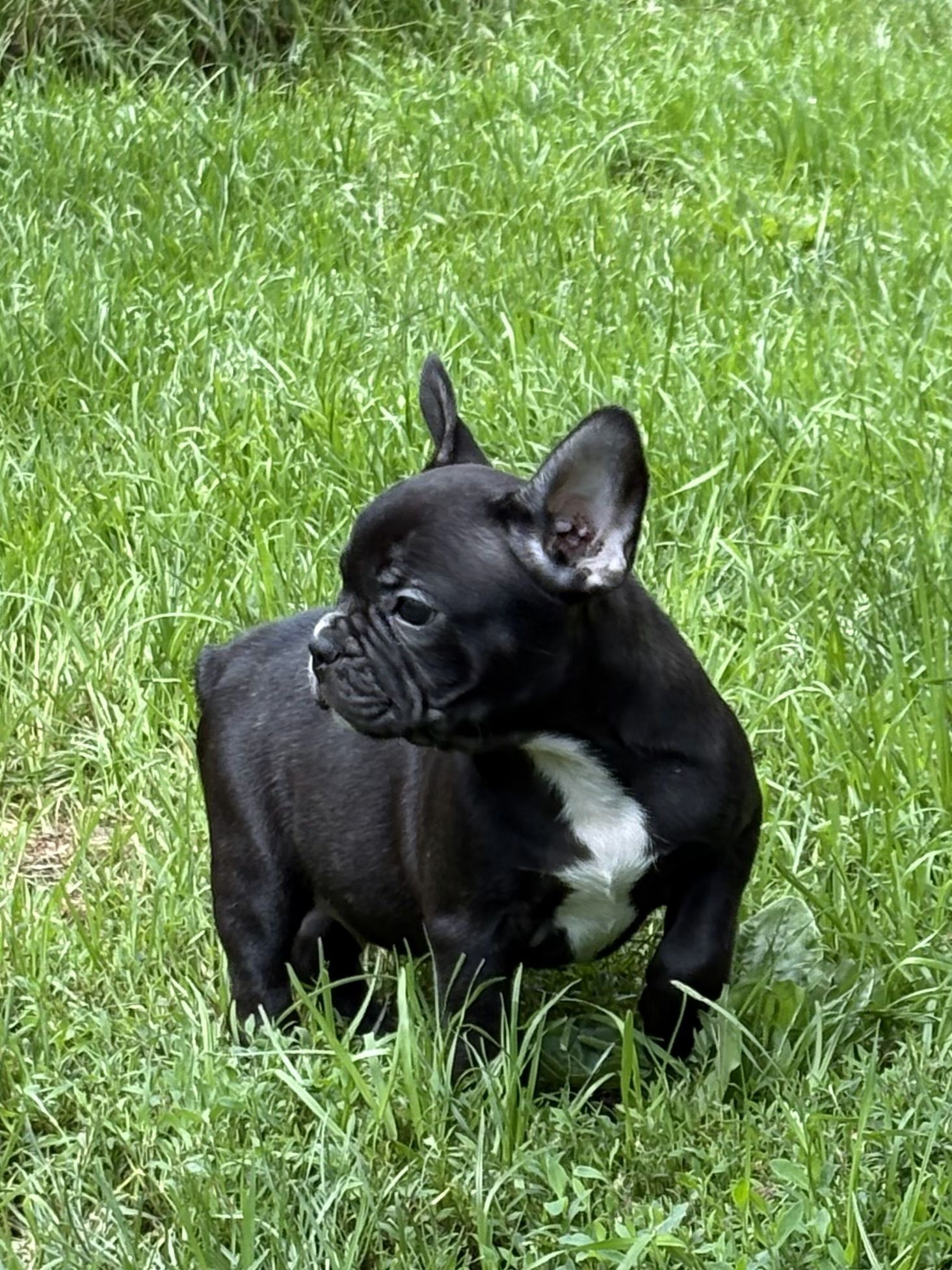 Buldog Francuski chlopczyk czarny