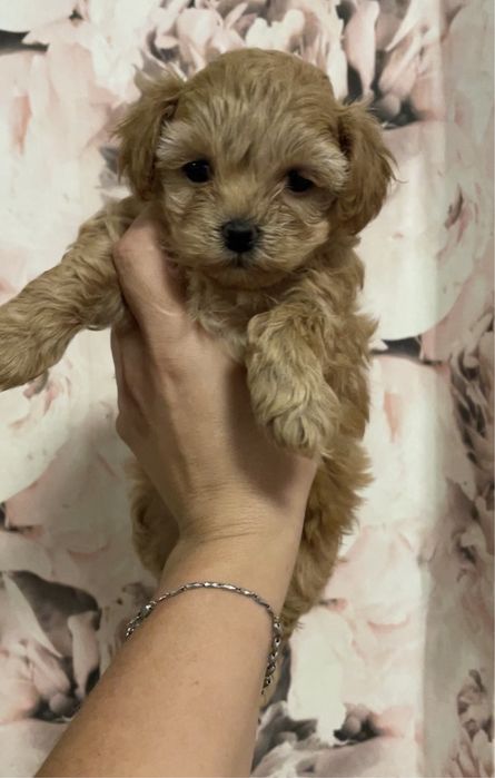 Красунечка мальтипу ф1 міні