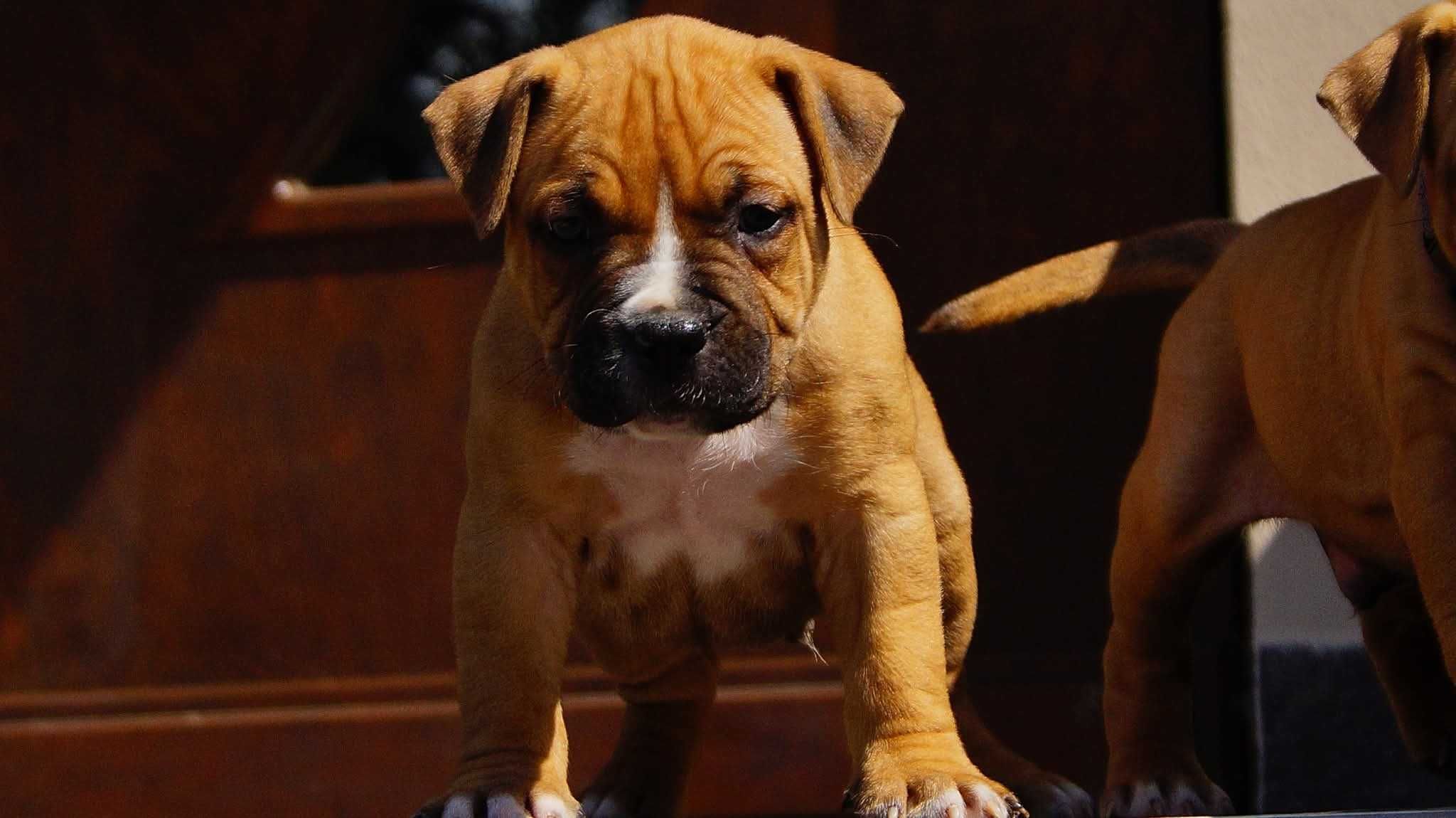 Everlast ,mocny samiec Amstaff ZKwP FCI,  do rezerwacji