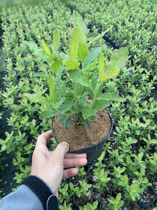 Азалія великоквіткова , морозостійка , рододендрони