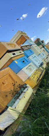Miód świeży sezon 2022 pasieka rodziny pszczele