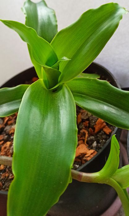 Złoty Wąs, Callisia Fragrans