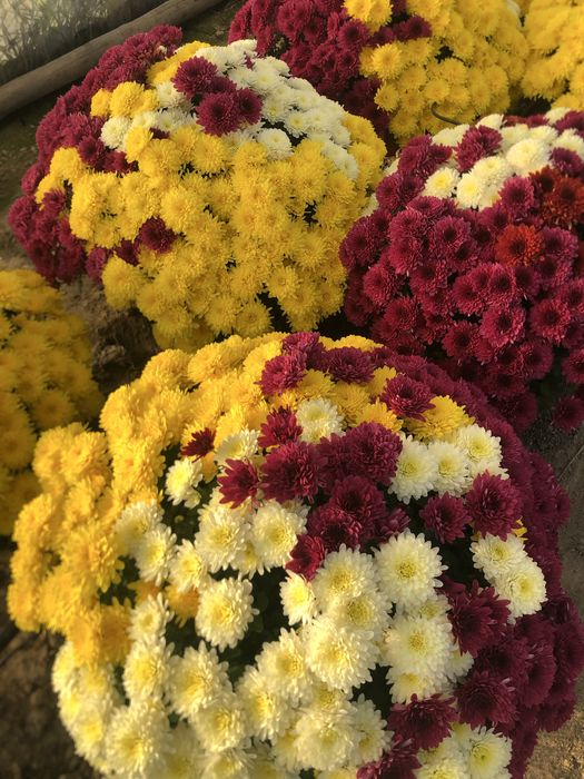 Chryzantemy na Wszystkich Świętych