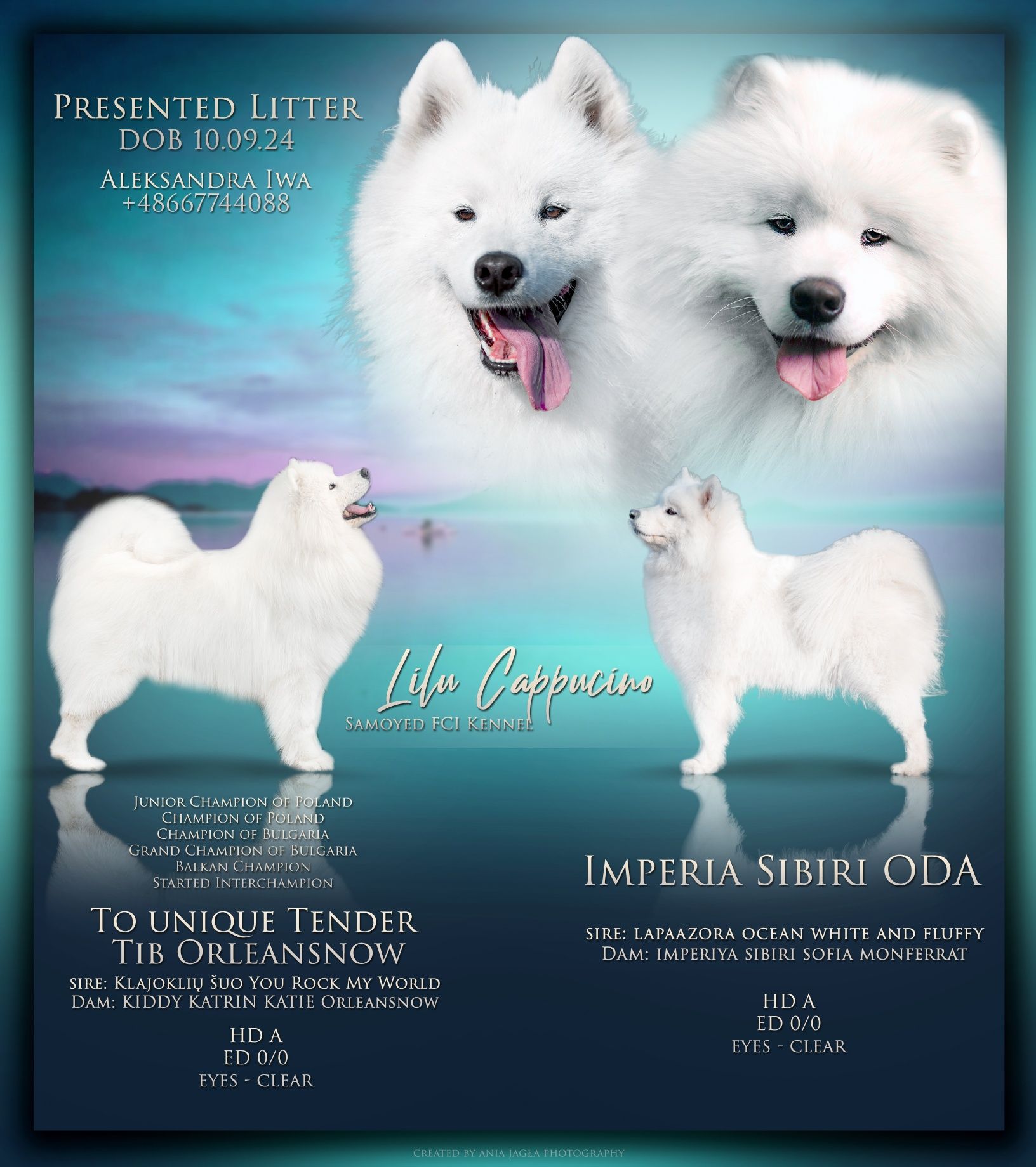 Samoyed Fci samojed FCI Chłopiec