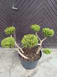 Żywotnik zachodni formowany bonsai