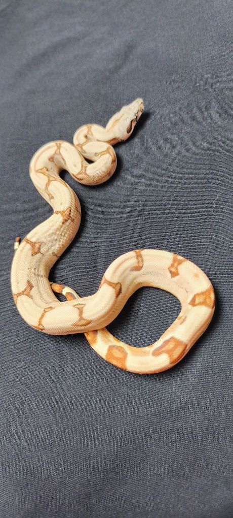 Węże zbożowe Hypo (Salmon) Jungle het Albino sharp