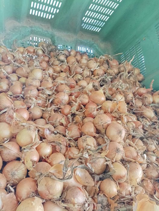 Cebula dymka Herkules