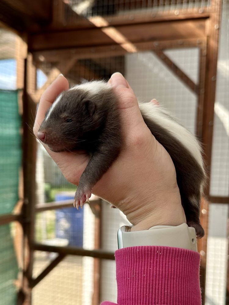 Skunks młody 2025 rezerwacja odbiór lipiec kolory