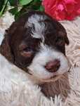 suczka  lagotto romagnolo
