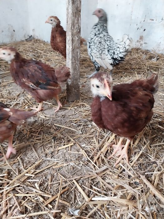 Młode Kury Karmazyny