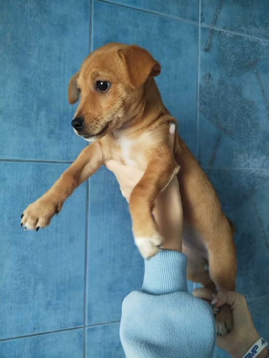 Цуценята цвергпінчера