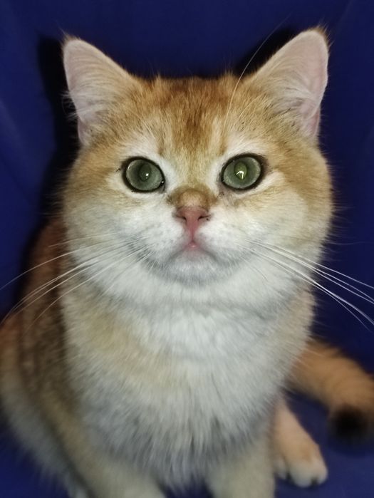 Шикарний британец хлопчик золота шиншила в окрасі ny12 чекає на родину