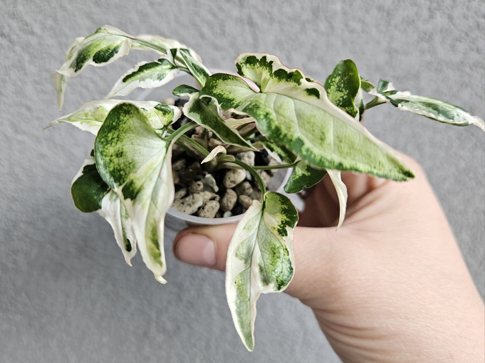Syngonium kolekcjonerskie Starlite hydroponika