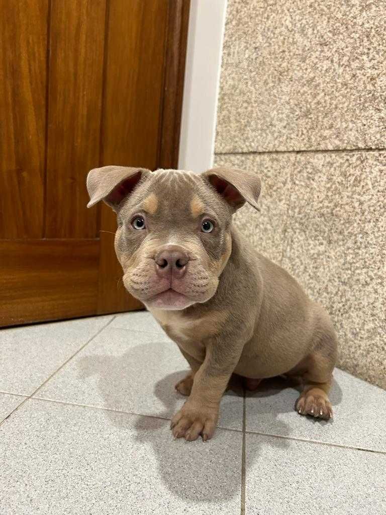 American Bully Pocket