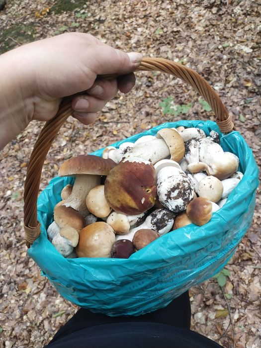 Borowik szlachetny suszony