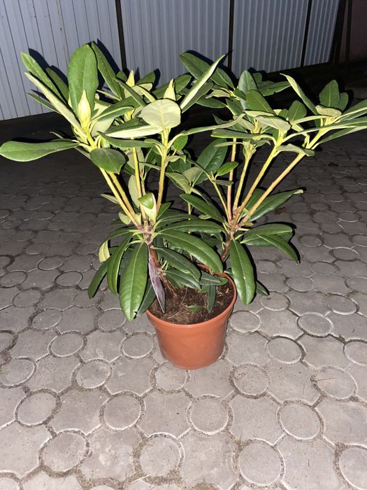 Рододендрони Польша