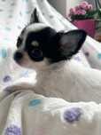 Chihuahua długowłosy malutki chłopczyk