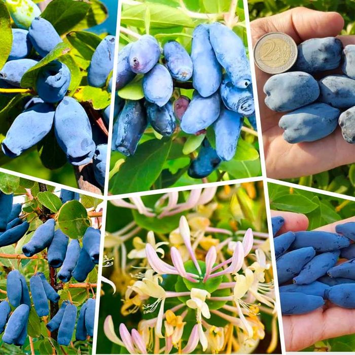 Качественные саженцы: слива, фундук, смородина, агрус, жимолость, ирга