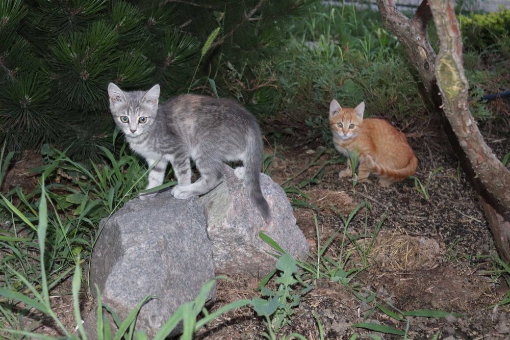 Кошенята безкоштовно Розумівка