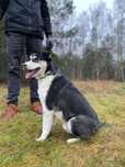 Pies do adopcji / pies szuka domu /