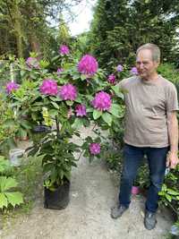 Rododendron 160cm