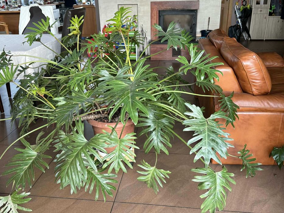 Monstera czy filodendron xanadu ?