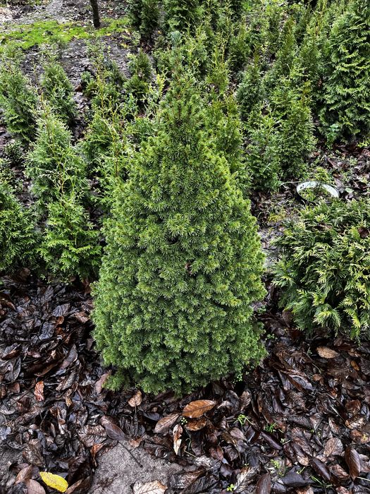 Ялинка канадська Conica