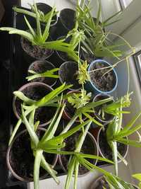 Aloes leczniczy aloe vera geranium żyworódka