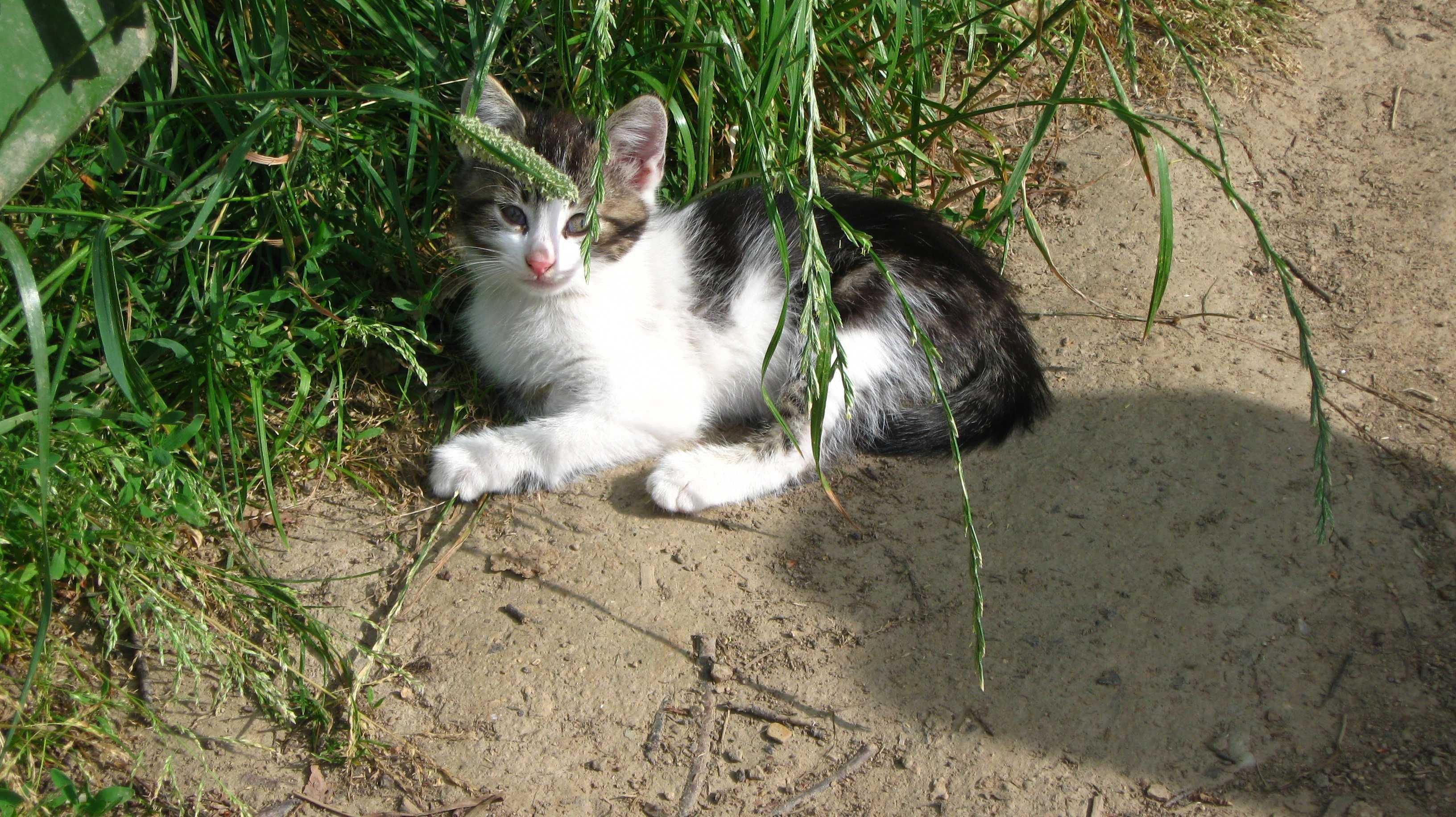 Oddam kotkę i kocura do adopcji