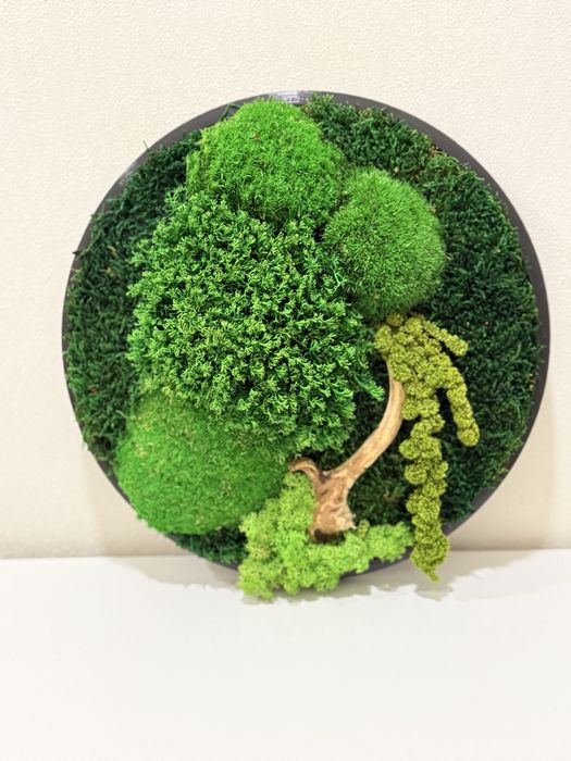 Картина з моху та рослин