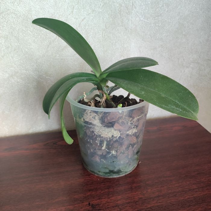 Маленька орхідея