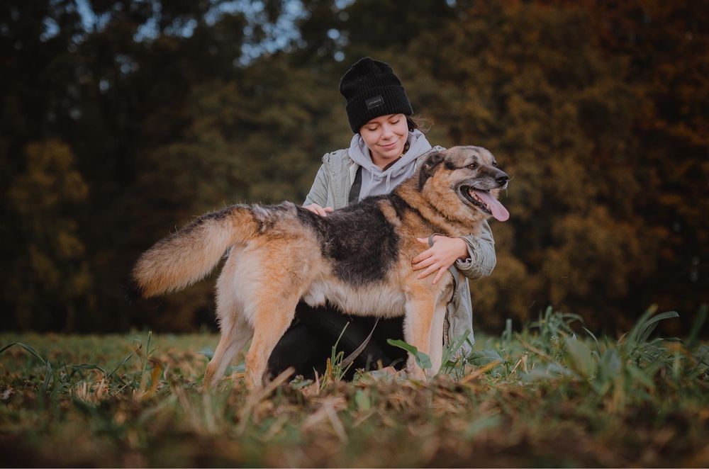 Duży pies Hagi szuka domu! Adopcja