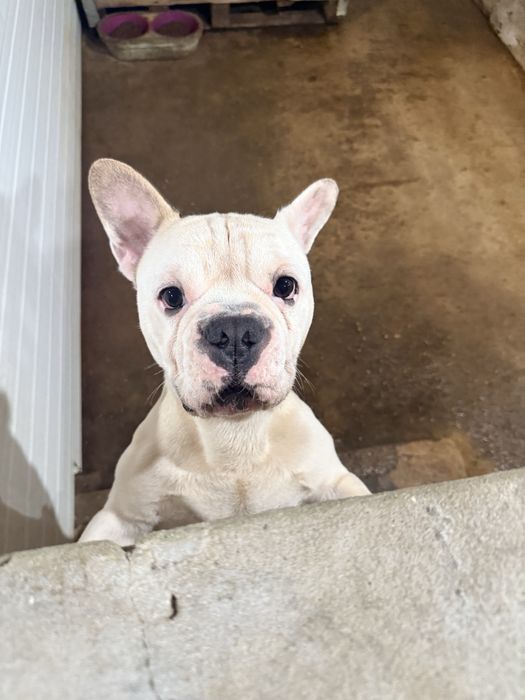 Buldogue Frances Macho