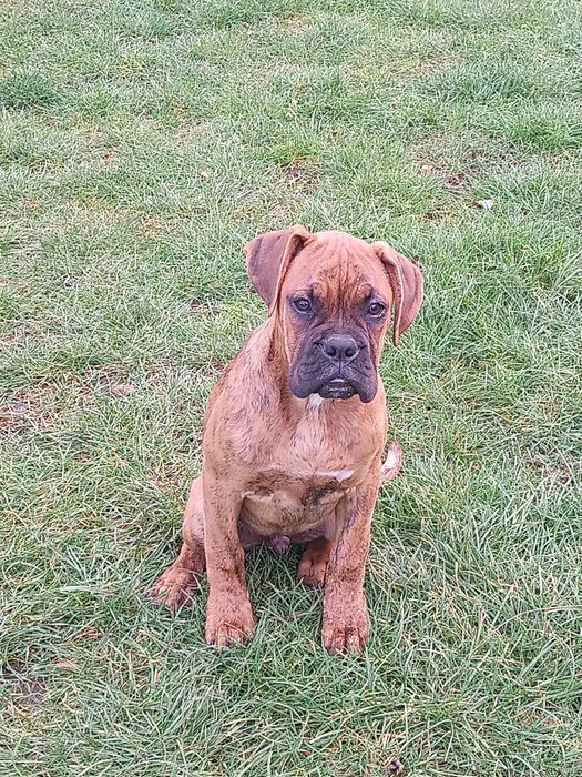 Piesek bokser pregowany