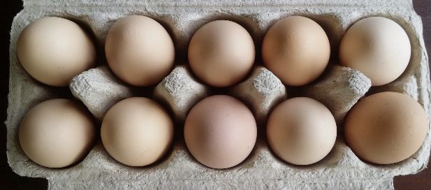 Świeże swojskie jajka. Zdrowe bo kury na zdrowej zywnosci  hodowane