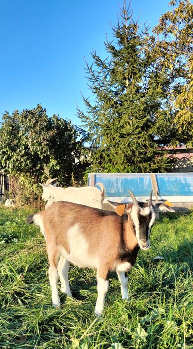 Kózka szuka nowego domu