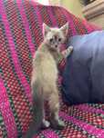 Gatinhos machos para adoção