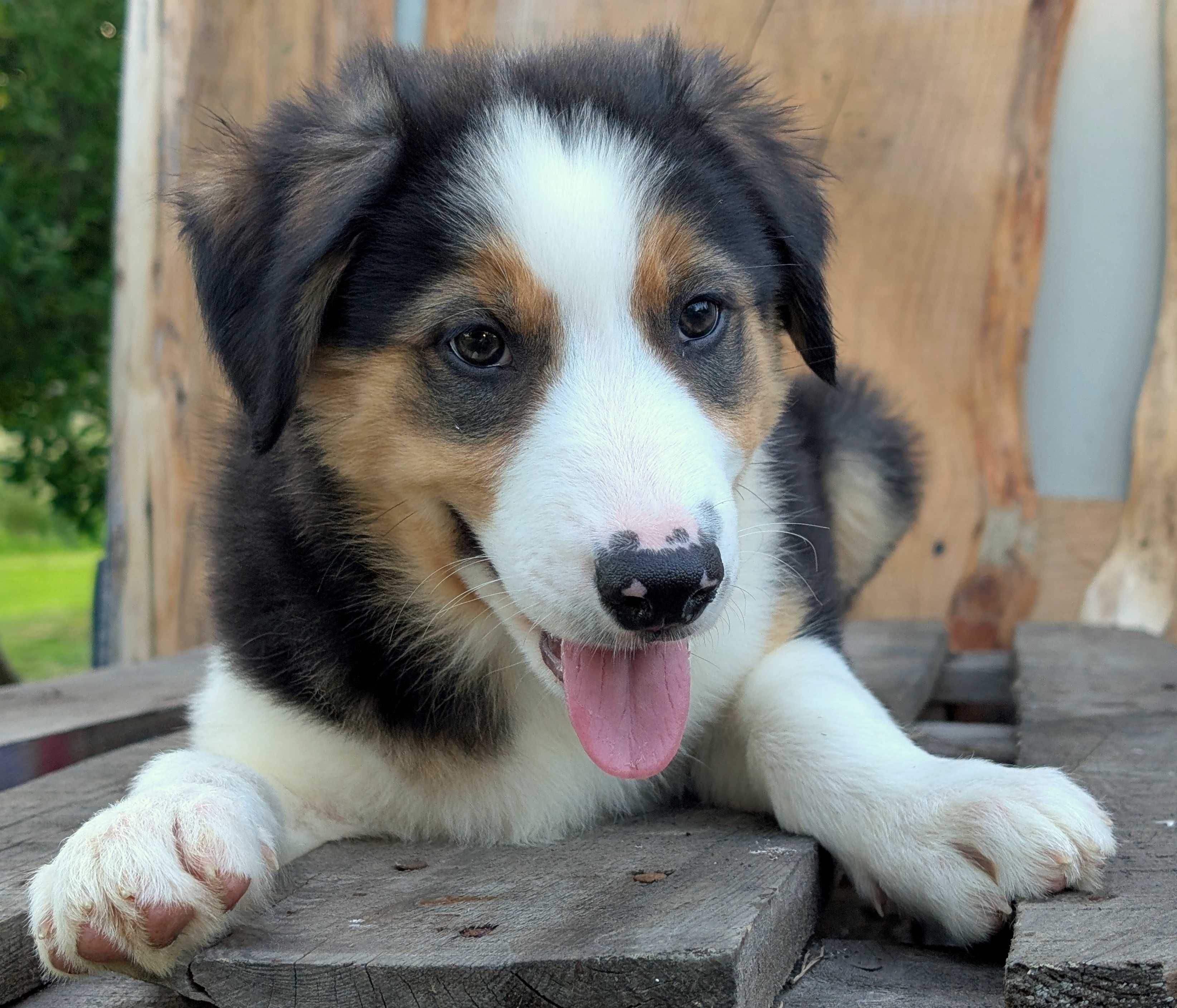 Border Collie piesek samiec przebadani rodzice do odbioru