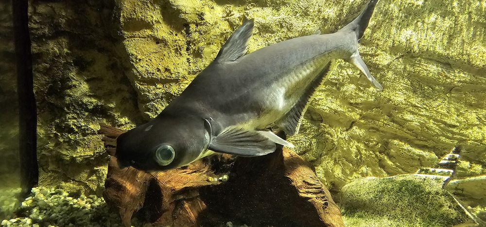 Sprzedam rybę Sum rekini