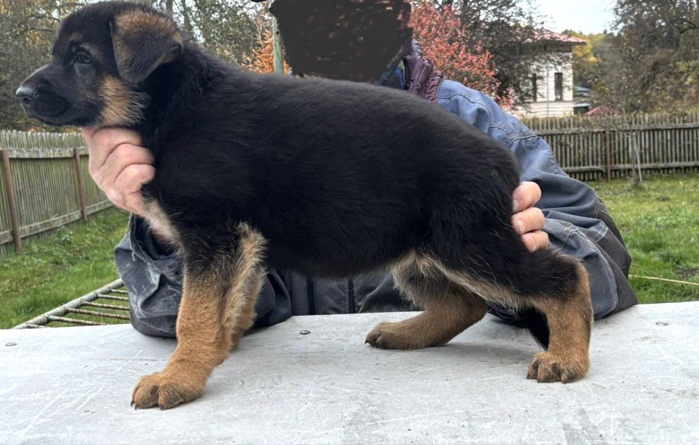 Owczarek niemiecki suczka FCI owczarki niemieckie