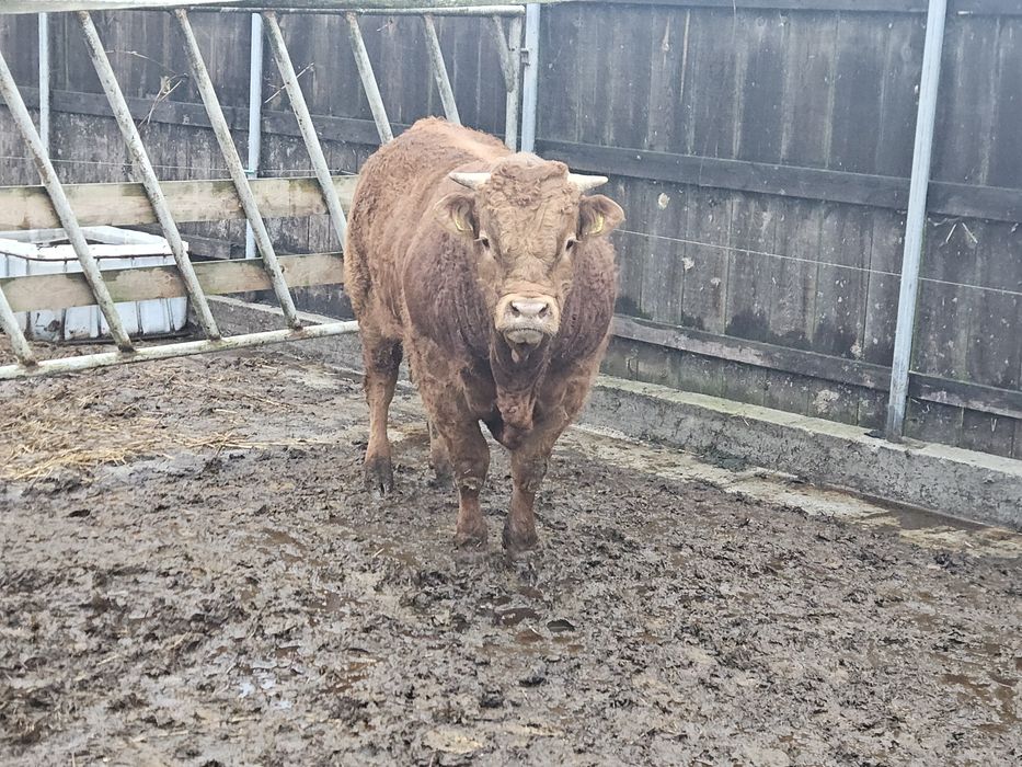 Sprzedam byczka limousine