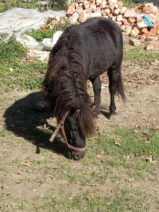 Kucyk ogierek 5 letni objezdzony